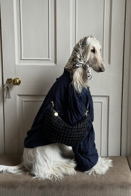 Во что одевается самая модная собака интернета