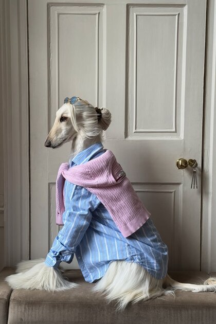 Во что одевается самая модная собака интернета