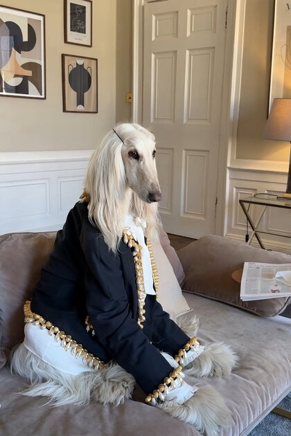 Во что одевается самая модная собака интернета