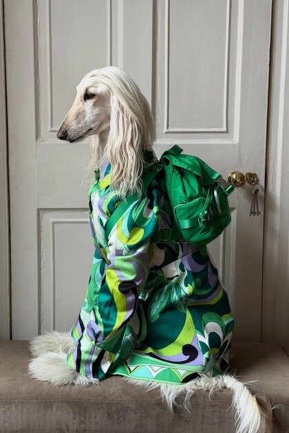 Во что одевается самая модная собака интернета