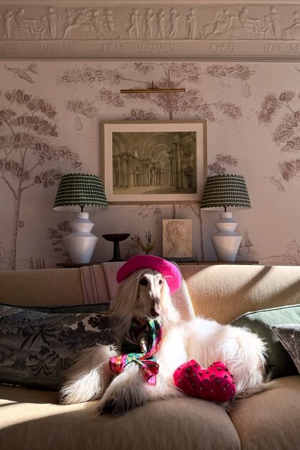 Во что одевается самая модная собака интернета