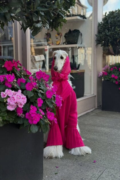 Во что одевается самая модная собака интернета