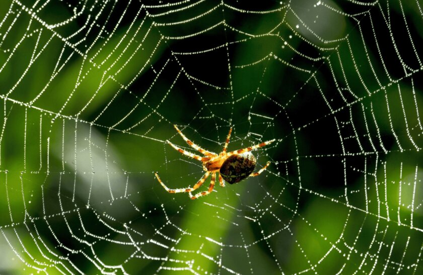 Крупнейшую паутину в мире нашли на границе Албании и Греции