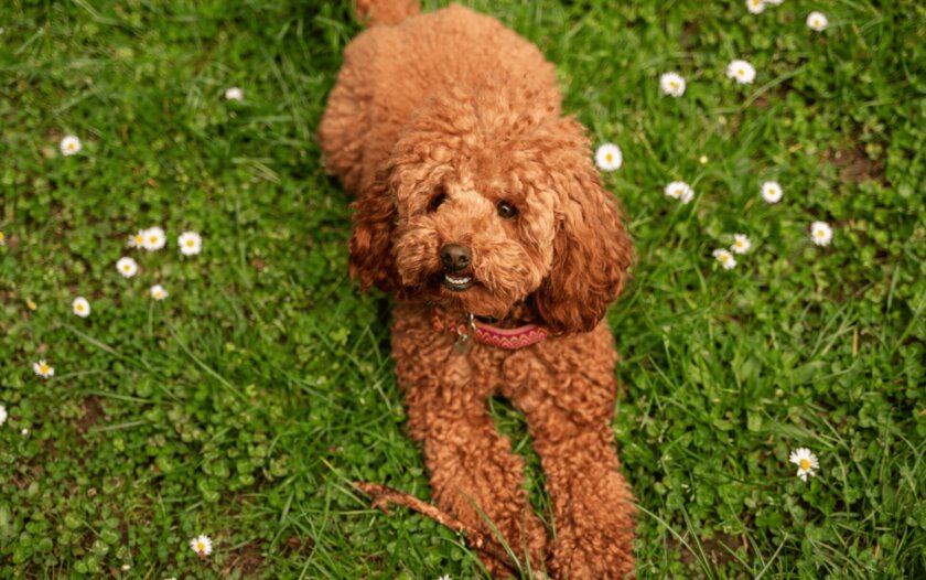 Пёс Чейз спас семью от пожара и стал героем