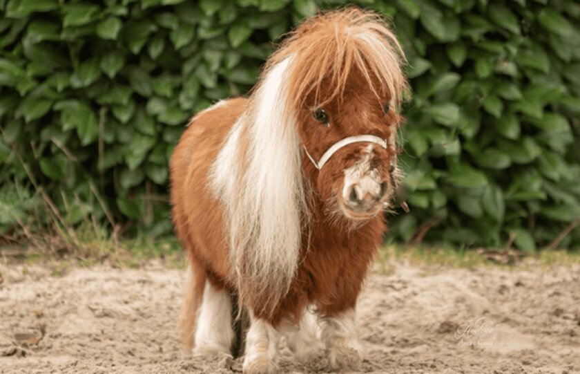 Конь по кличке Пумуккель стал самым маленьким в мире