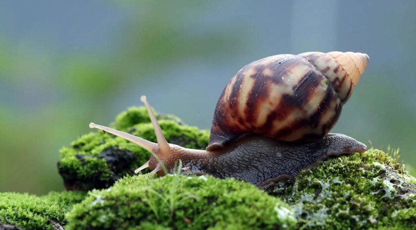 Во Франции украли 450 кг улиток