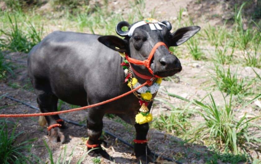 Буйвол Радха стал самым маленьким в мире