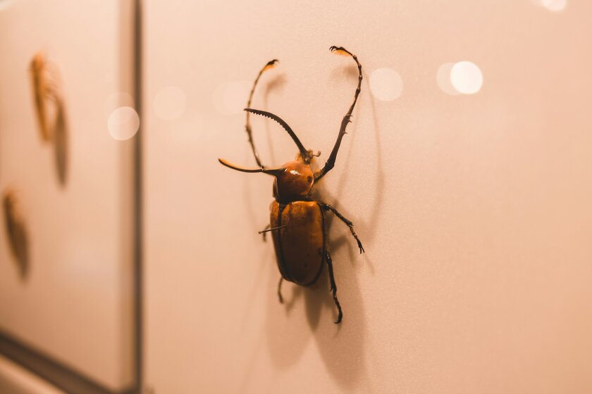 Как избавиться от насекомых в квартире безопасным способом