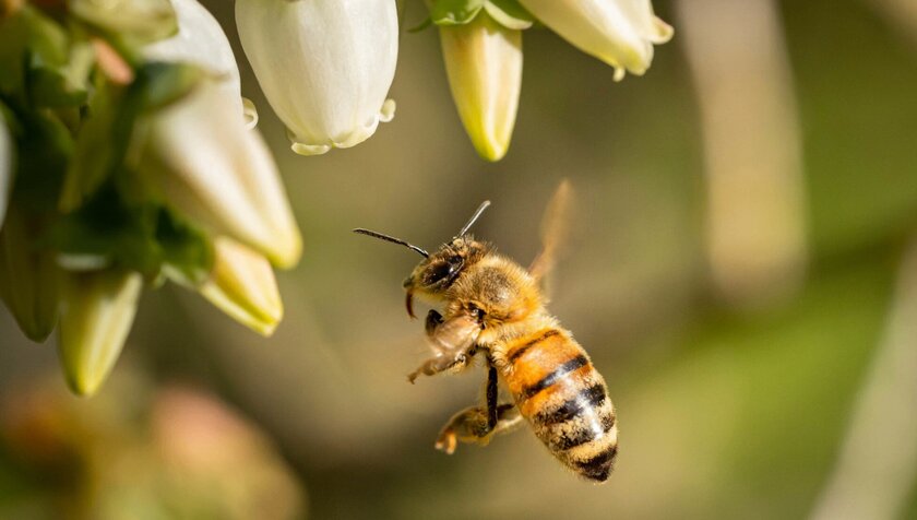 Пчёлы впервые получили юридические права