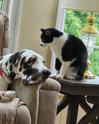 Собака Минни стала самой высокой в мире