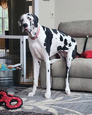 Собака Минни стала самой высокой в мире