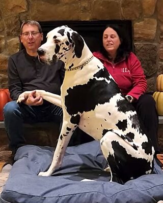 Собака Минни стала самой высокой в мире