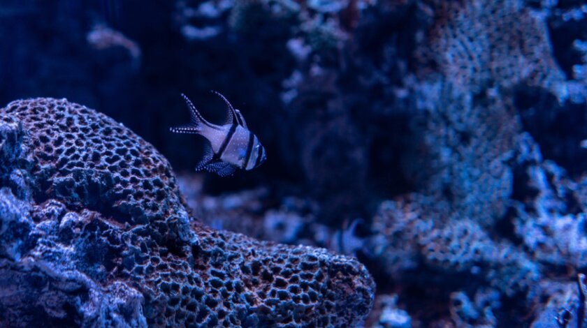 Под дном Тихого океана нашли 800 новых животных