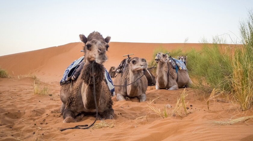Верблюдам стали выдавать паспорта