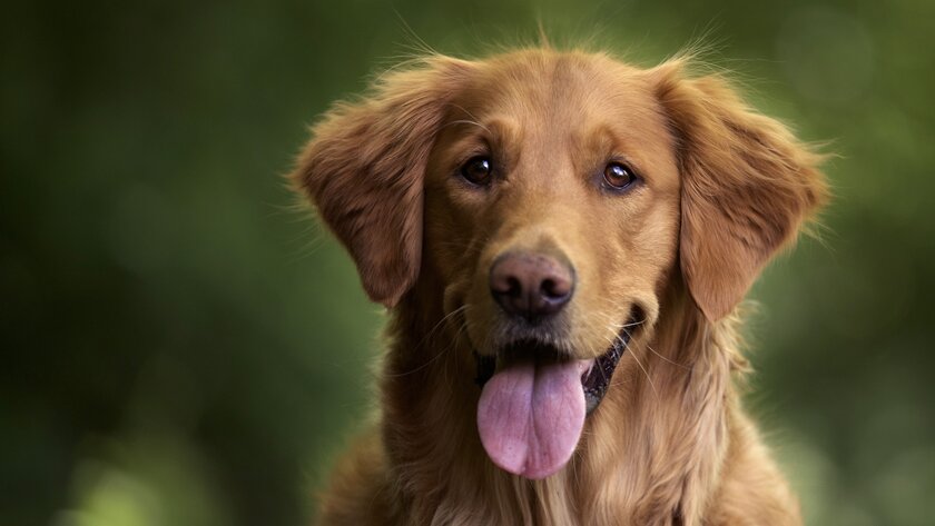 Пес, 10 лет проживший у могилы хозяина, вдохновил на новый закон