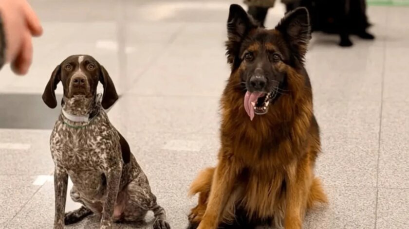 Пёс-таможенник Зевс ушёл на пенсию