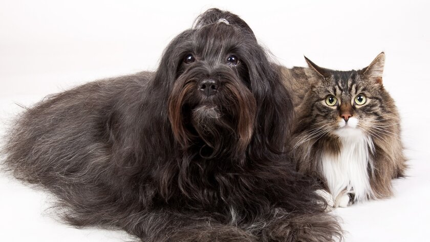 Эгоизм кошек подтвержден